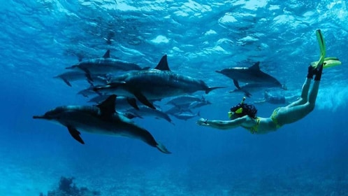 From Nungwi : Mnemba Boat Trip and Dolphin Snorkel Adventure