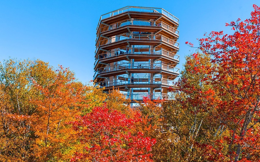 Picture 7 for Activity Mont-Tremblant: Laurentians Treetop Observatory and Walk