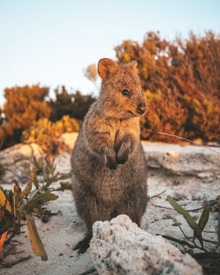 Picture 4 for Activity Perth: One Way Flight Transfer to or from Rottnest Island