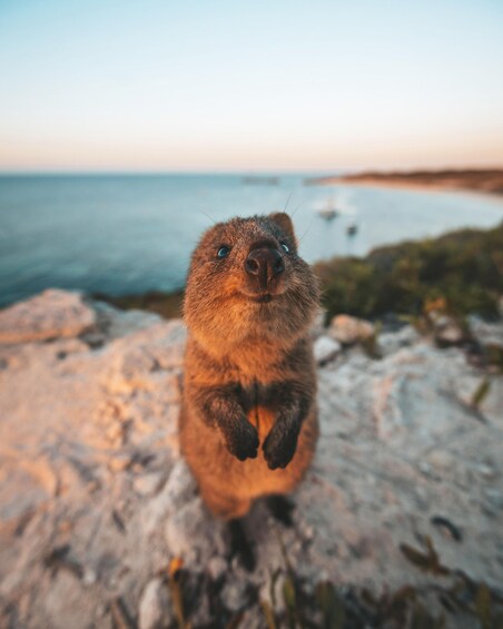 Picture 5 for Activity Perth: One Way Flight Transfer to or from Rottnest Island