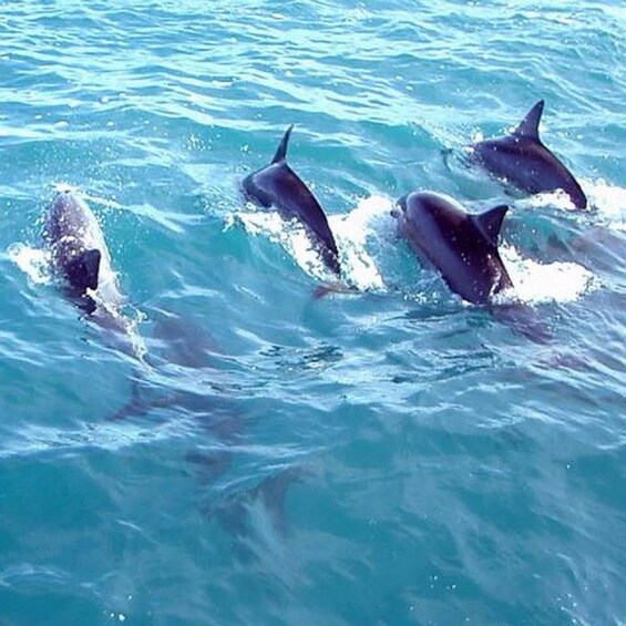 Picture 4 for Activity Fuengirola: Dolphin Spotting Yacht Tour with Drinks & Snacks