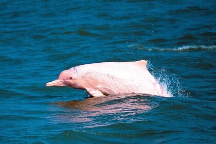 Koh Samui: Pink Dolphin Spotting & Pig Island Speedboat Tour