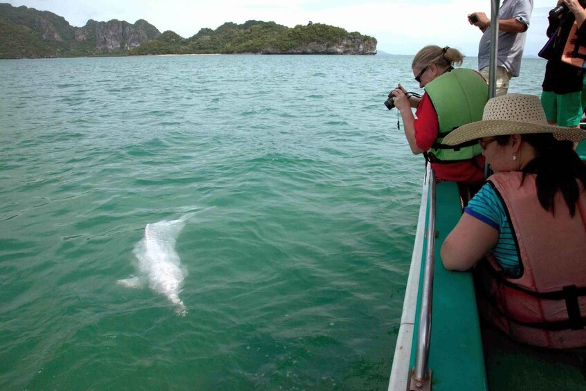 Picture 7 for Activity Koh Samui: Pink Dolphin Spotting & Pig Island Speedboat Tour