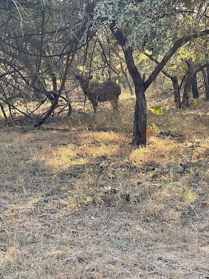 Picture 5 for Activity Kanha National Park: Open Jeep Tiger Safari in Kanha Kisli