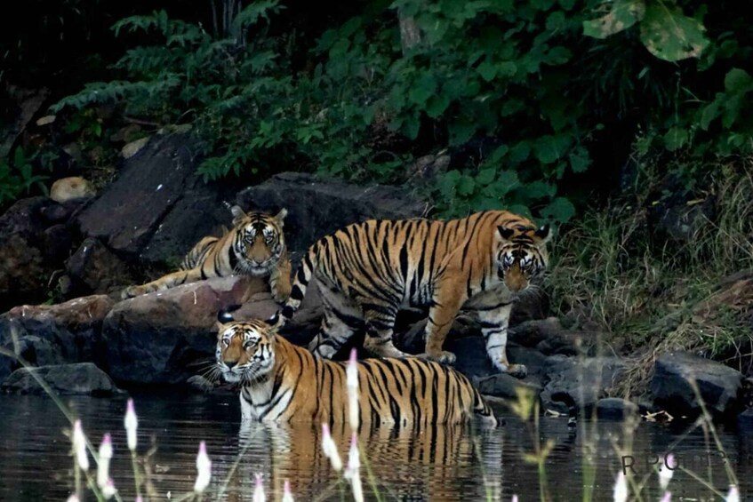 Picture 6 for Activity Kanha National Park: Open Jeep Tiger Safari in Kanha Kisli