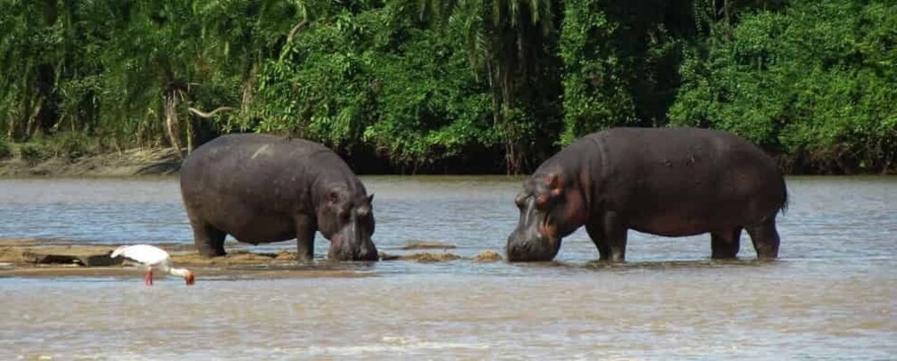 Picture 1 for Activity Full day trip in saadani national park