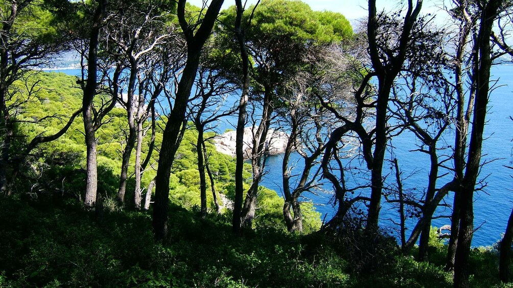 Picture 6 for Activity Dubrovnik: Blue Cave and Elafit Small Group Boat Exploration