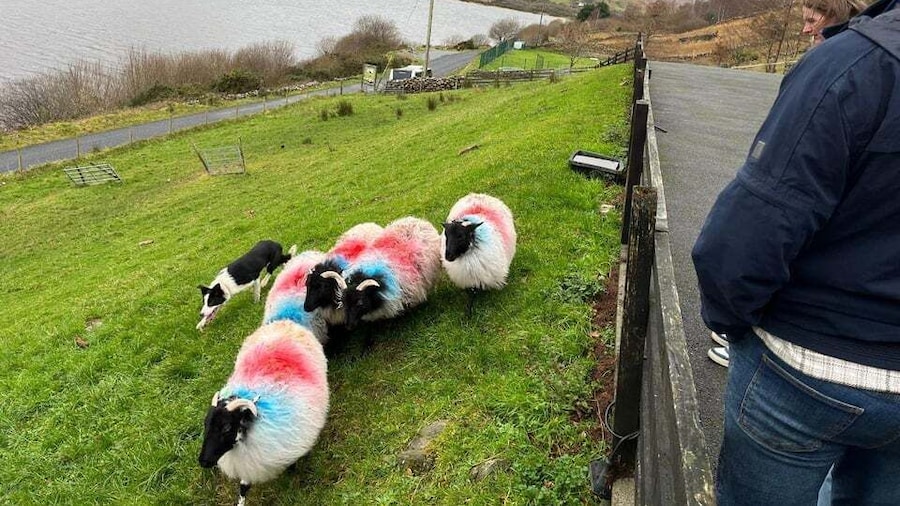 Small Group: Connemara, Sheepdog Show & Medieval Castle Tour