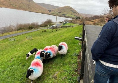 Piccolo gruppo: Connemara, Mostra di cani da pastore e Tour del Castello Me...