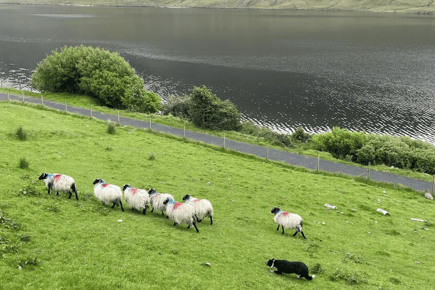 Picture 15 for Activity Small Group: Connemara, Sheepdog Show & Medieval Castle Tour