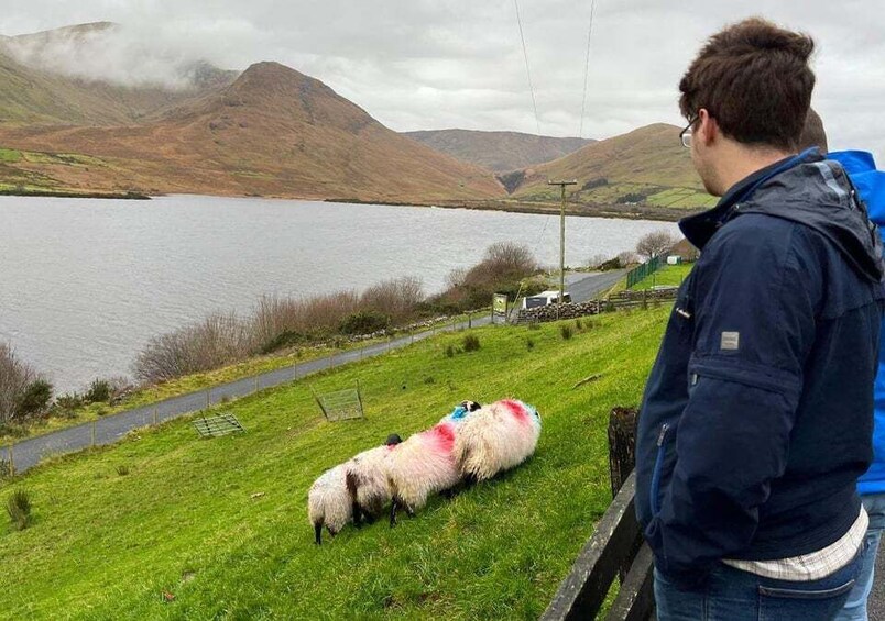 Picture 24 for Activity Small Group: Connemara, Sheepdog Show & Medieval Castle Tour