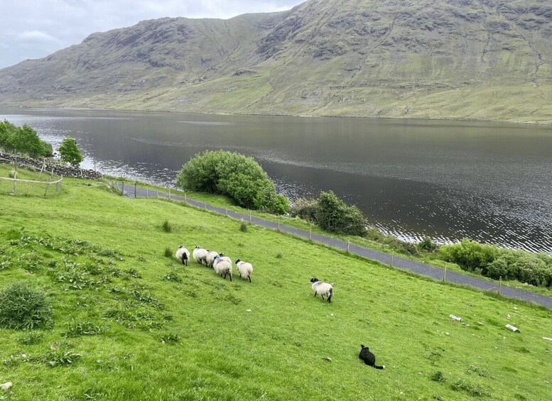 Picture 6 for Activity Small Group: Connemara, Sheepdog Show & Medieval Castle Tour