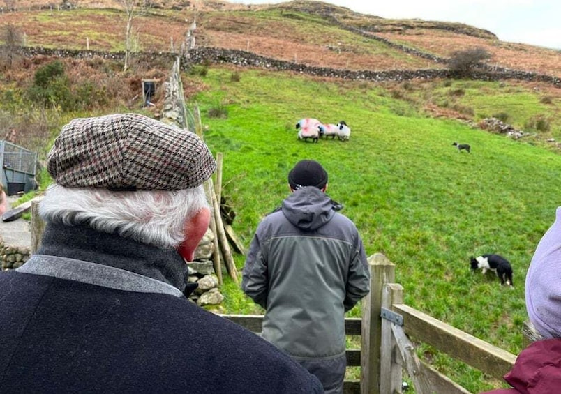 Picture 20 for Activity Small Group: Connemara, Sheepdog Show & Medieval Castle Tour