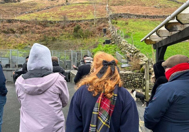 Picture 14 for Activity Small Group: Connemara, Sheepdog Show & Medieval Castle Tour