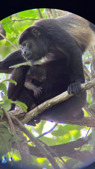 Picture 7 for Activity PRIVATE TOUR Manuel Antonio park