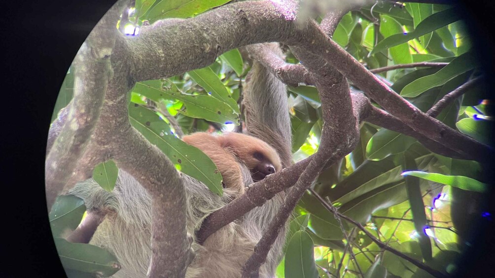 Picture 10 for Activity PRIVATE TOUR Manuel Antonio park