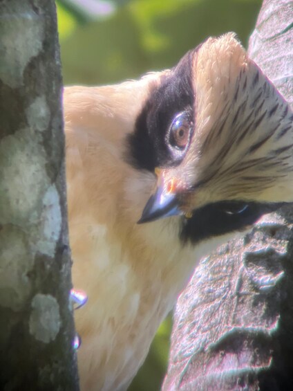 Picture 8 for Activity PRIVATE TOUR Manuel Antonio park