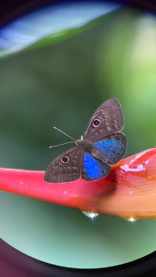 Picture 9 for Activity PRIVATE TOUR Manuel Antonio park