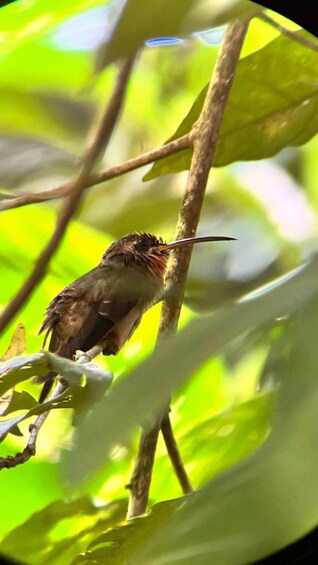 Picture 4 for Activity PRIVATE TOUR Manuel Antonio park