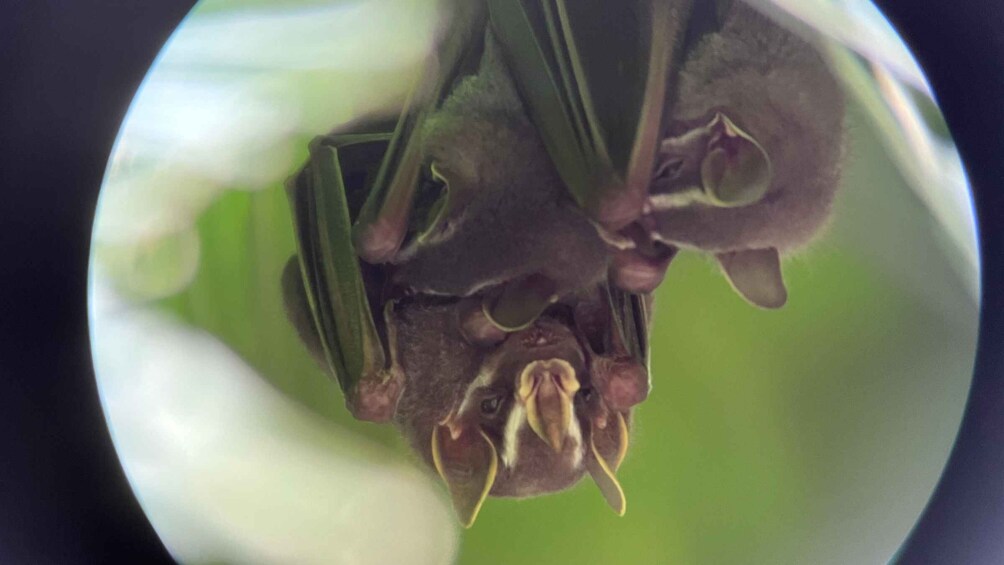 Picture 15 for Activity PRIVATE TOUR Manuel Antonio park