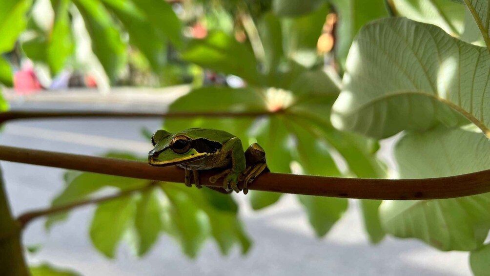 Picture 14 for Activity PRIVATE TOUR Manuel Antonio park