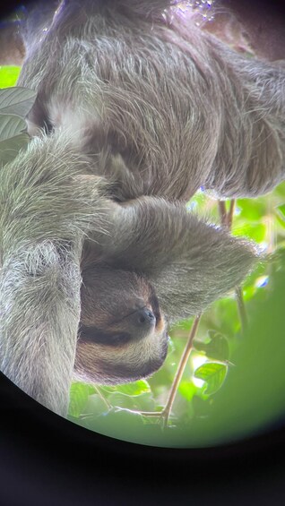 Picture 6 for Activity PRIVATE TOUR Manuel Antonio park