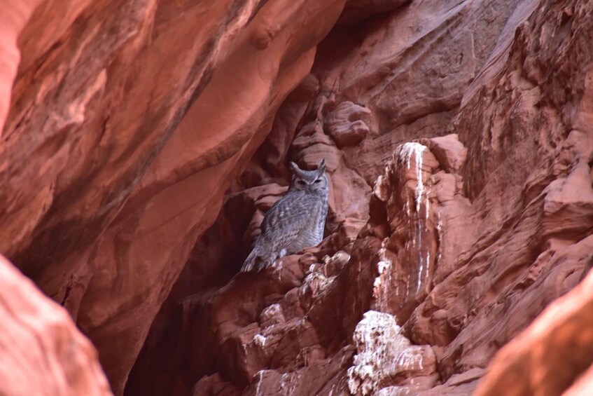 Picture 1 for Activity Antelope Canyon: Owl Canyon Guided Hiking Tour