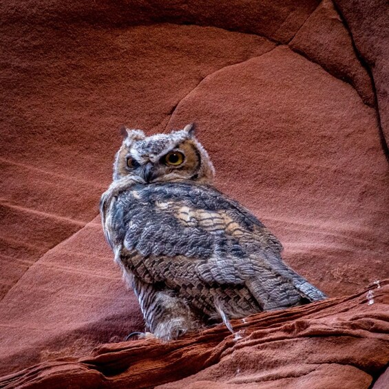 Picture 2 for Activity Antelope Canyon: Owl Canyon Guided Hiking Tour