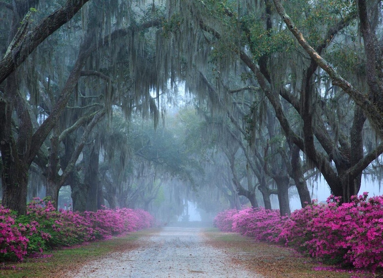 Savannah: Bonaventure Cemetery Tour