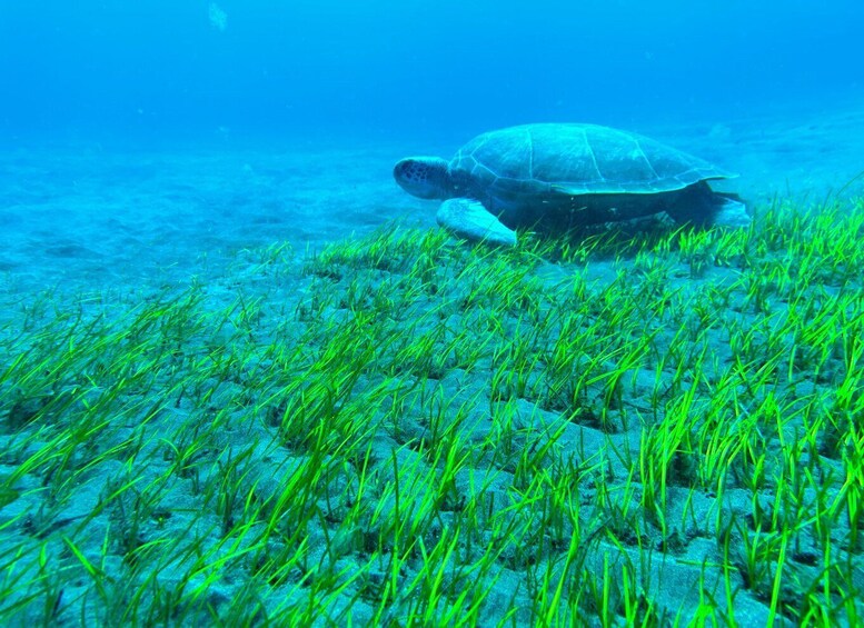 Picture 14 for Activity Diving course for beginners in turtle area Tenerife