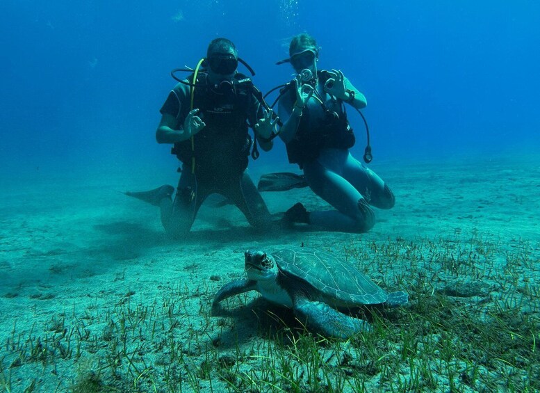 Diving course for beginners in turtle area Tenerife