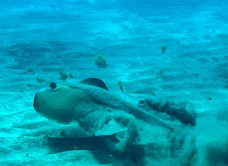 Picture 4 for Activity Diving course for beginners in turtle area Tenerife