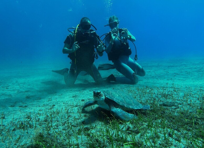 Diving course for beginners in turtle area Tenerife