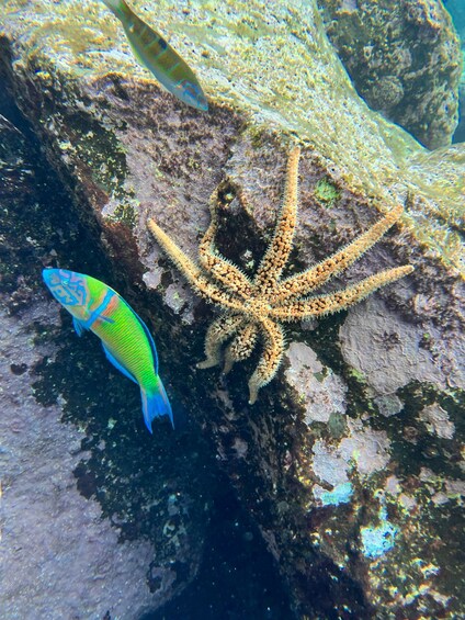 Picture 12 for Activity Diving course for beginners in turtle area Tenerife