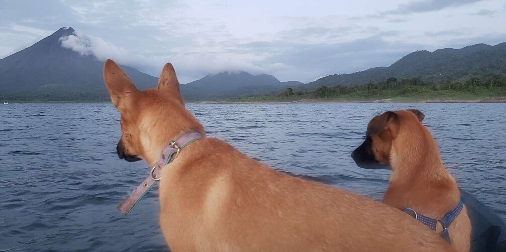 Picture 6 for Activity From La Fortuna: Lake Arenal Kayaking Trip with Transfer