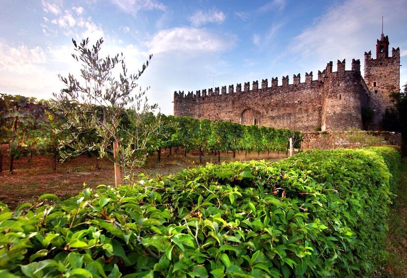 Picture 7 for Activity From Milan: Full Day in Franciacorta. 2 Wineries & Lunch