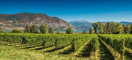 Au départ de Milan : Journée complète en Franciacorta. 2 vignobles et déjeu...