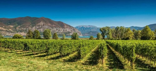 Au départ de Milan : Journée complète en Franciacorta. 2 vignobles et déjeu...