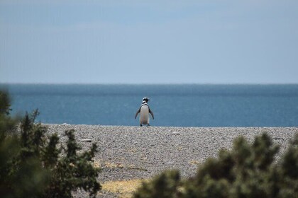 Excursion en croisière à Punta Tombo depuis Puerto Madryn