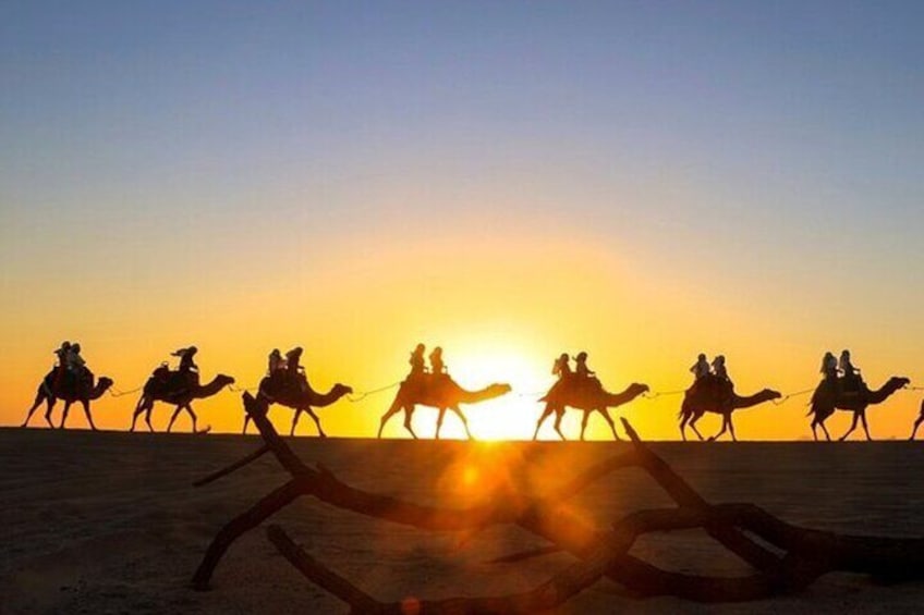 Camel Adventure with Lunch & Tequila Tasting