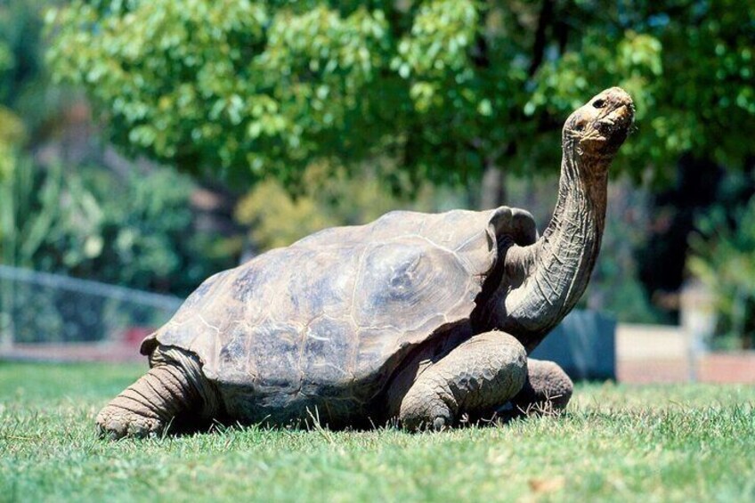 The giant tortoise of Mauritius found at Chamarel park