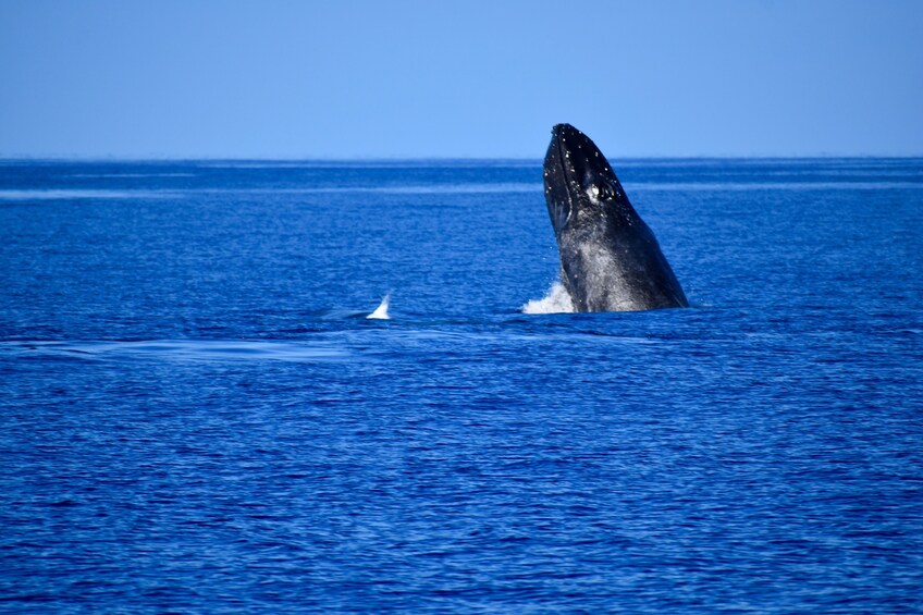 Late Morning Whale Watch departing from Kawaihae