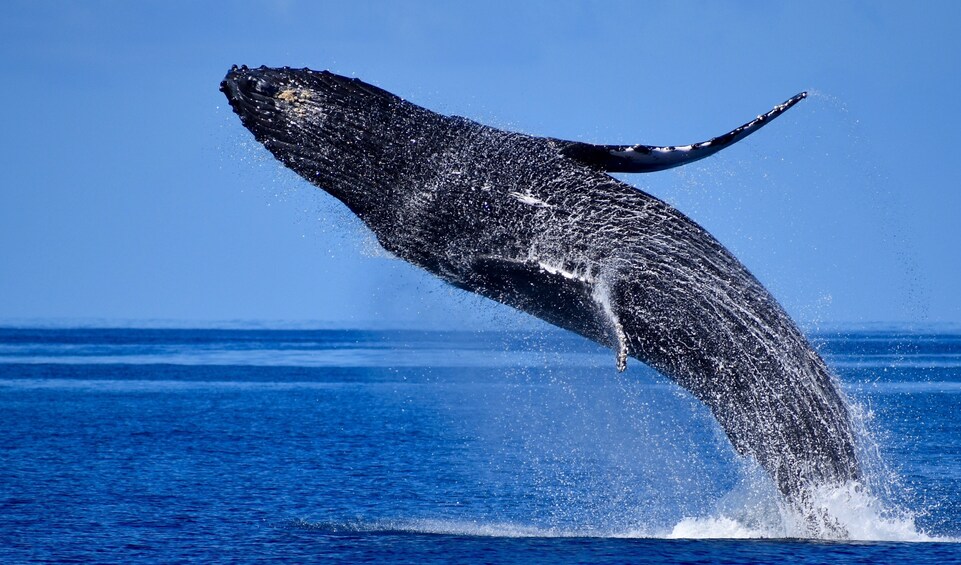 Late Morning Whale Watch departing from Kawaihae