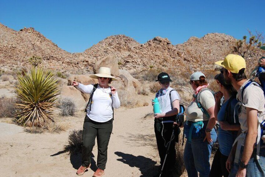 Joshua Tree Natural Wonders Walk: Plants, Animals and Rocks
