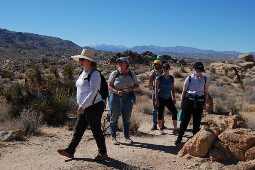Joshua Tree Natural Wonders Walk: Plants, Animals and Rocks