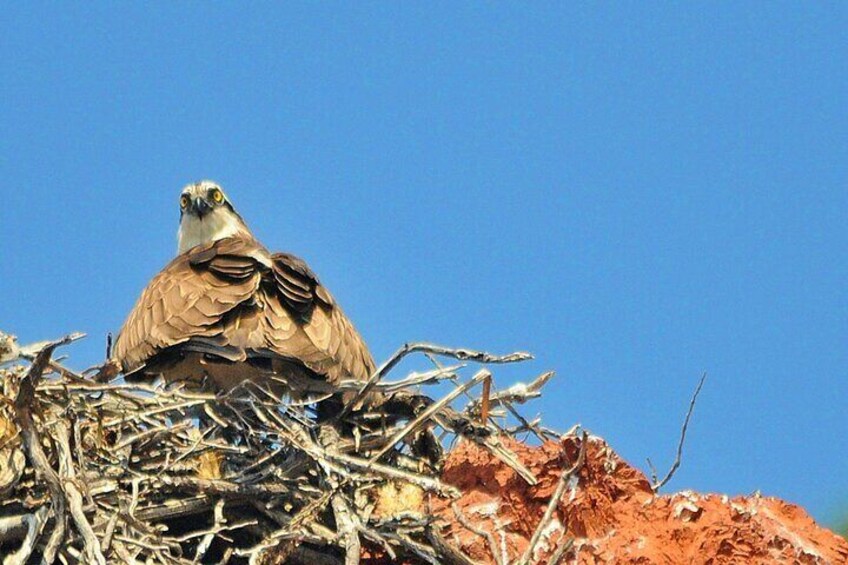 Osprey at the nest