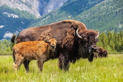 Yellowstone: Private Guided Tour