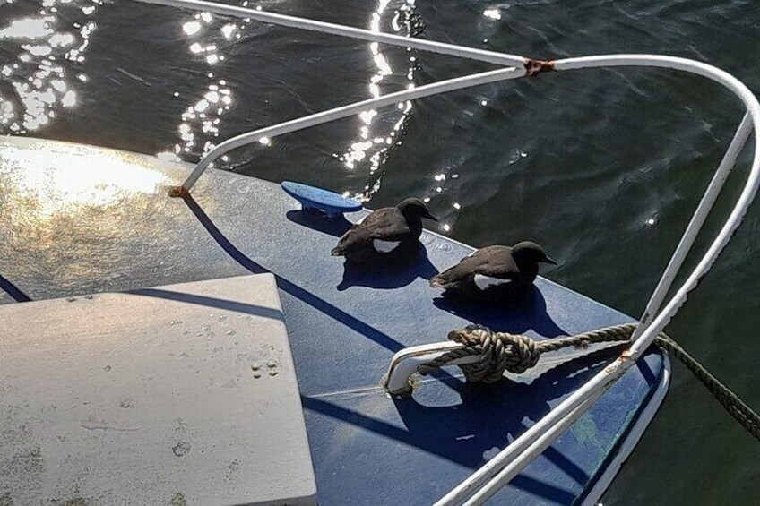 Black Guillemots 