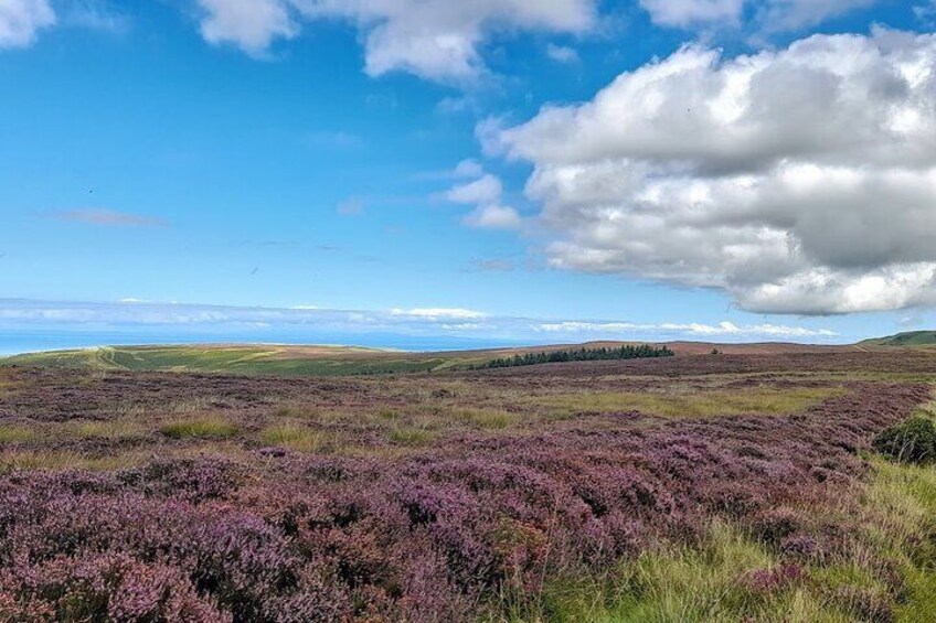 Scenic view including purple heather of the rolling northern hills and Irish sea