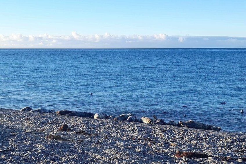 Atlantic grey seals basking on the shore in the sunshine